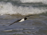 Brunsula<br>Brown Booby<br>(Sula leucogaster)