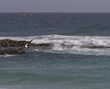 Brunsula<br>Brown Booby<br>(Sula leucogaster)