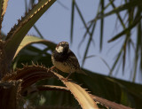 Spansk sparv<br>Spanish Sparrow<br>(Passer hispaniolensis)