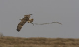 Fiskgjuse<br>Osprey<br>(Pandion haliaetus)