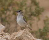 Kap Verdesparv<br>Iago Sparrow<br>(Passer iagoensis)
