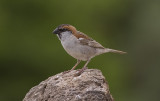 Kap Verdesparv<br>Iago Sparrow<br>(Passer iagoensis)