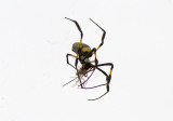 Bandsilkesspindel<br>Banded-legged golden orb-web spider<br>(Nephila senegalensis)