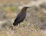 kenkorp<br>Brown-necked Raven<br>(Corvus ruficollis)