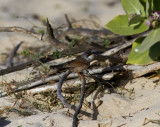 Glasgonsngare<br>Spectacled Warbler<br>(Sylvia conspicillata)