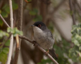 Sammetshtta<br/>Sardinian Warbler<br/>(Sylvia melanocephala)