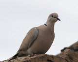 Turkduva<br/>Eurasian Collared-Dove<br/>(Streptopelia decaocto)