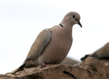 Turkduva<br/>Eurasian Collared-Dove<br/>(Streptopelia decaocto)