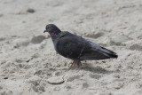 Tamduva<br/>Rock Pigeon<br/>(Columba livia)