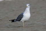 Silltrut<br/>Lesser Black-backed Gull<br/>(Larus fuscus)