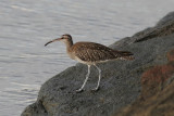 Smspov<br/>Whimbrel<br/>(Numenius phaeopus)