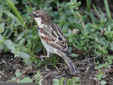 Spansk sparv<br/>Spanish Sparrow<br/>(Passer hispaniolensis)