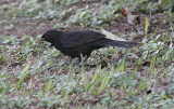 Koltrast (rasen cabrerae)<br/>Eurasian Blackbird (cabrerae)<br/>(Turdus merula cabrerae)