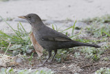 Koltrast (rasen cabrerae)<br/>Eurasian Blackbird (cabrerae)<br/>(Turdus merula cabrerae)