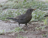 Koltrast (rasen cabrerae)<br/>Eurasian Blackbird (cabrerae)<br/>(Turdus merula cabrerae)