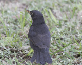 Koltrast (rasen cabrerae)<br/>Eurasian Blackbird (cabrerae)<br/>(Turdus merula cabrerae)