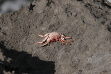 Unknown crab1