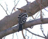 Hrfgel<br/>Eurasian Hoopoe<br/>(Upupa epops)