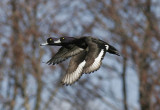 Vigg<br/>Tufted Duck<br/>(Aythya fuligula)