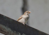 Grsparv<br/>House Sparrow<br/>(Passer domesticus)