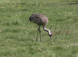 Trana<br/>Common Crane<br/>(Grus grus)