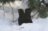Koltrast<br>Eurasian Blackbird<br>(Turdus merula)