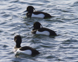 Vigg<br>Tufted Duck<br>(Aythya fuligula)