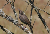 Stare<br/>Common Starling<br/>(Sturnus vulgaris)