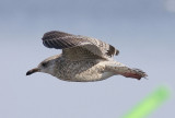 Grtrut<br/>European Herring Gull<br/>(Larus argentatus)