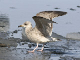 Grtrut<br/>European Herring Gull<br/>(Larus argentatus)