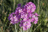 Majviva<br/>Birds-eye Primrose<br/>Primula farinosa