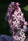 Syren<br>Common Lilac<br>Syringa vulgaris