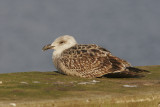 Havstrut<br>Great Black-backed Gull<br>(Larus marinus)