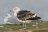 Havstrut<br>Great Black-backed Gull<br>(Larus marinus)