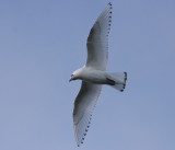 Isms<br/>Ivory Gull<br/>(Pagophila eburnea)