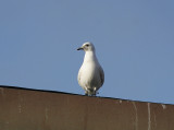 Isms<br/>Ivory Gull<br/>(Pagophila eburnea)