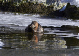 Smdopping<br/>Little Grebe<br/>(Tachybaptus ruficollis)