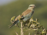 Blkrka<br>European Roller<br>(Coracias garrulus)