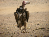 rongam<br>Lappet-faced Vulture<br>(Torgos tracheliotus)