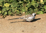 Lngstjrtsduva<br>Namaqua Dove<br>(Oena capensis)
