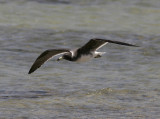 Sotms<br/>Sooty Gull<br/>(Ichthyaetus hemprichii)