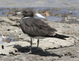 Sotms<br/>Sooty Gull<br/>(Ichthyaetus hemprichii)