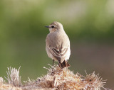 Isabellastenskvtta<br>Isabelline Wheatear<br>(Oenanthe isabellina)