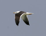 Silltrut<br>Lesser Black-backed Gull<br>(Larus fuscus)