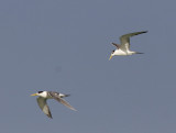 Tofstrna<br>Great Crested-Tern<br>(Thalasseus bergii)