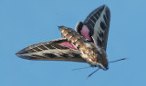 Vitribbad skymningssvrmare<br>Striped Hawk-moth<br>(Hyles livornica)