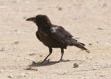 kenkorp<br/>Brown-necked Raven<br/>(Corvus ruficollis)