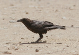 kenkorp<br/>Brown-necked Raven<br/>(Corvus ruficollis)