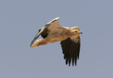 Smutsgam<br/>Egyptian Vulture<br/>(Neophron percnopterus)