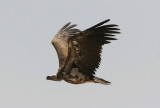 rongam<br/>Lappet-faced Vulture<br/>(Torgos tracheliotus)